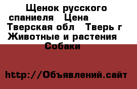 Щенок русского спаниеля › Цена ­ 5 000 - Тверская обл., Тверь г. Животные и растения » Собаки   